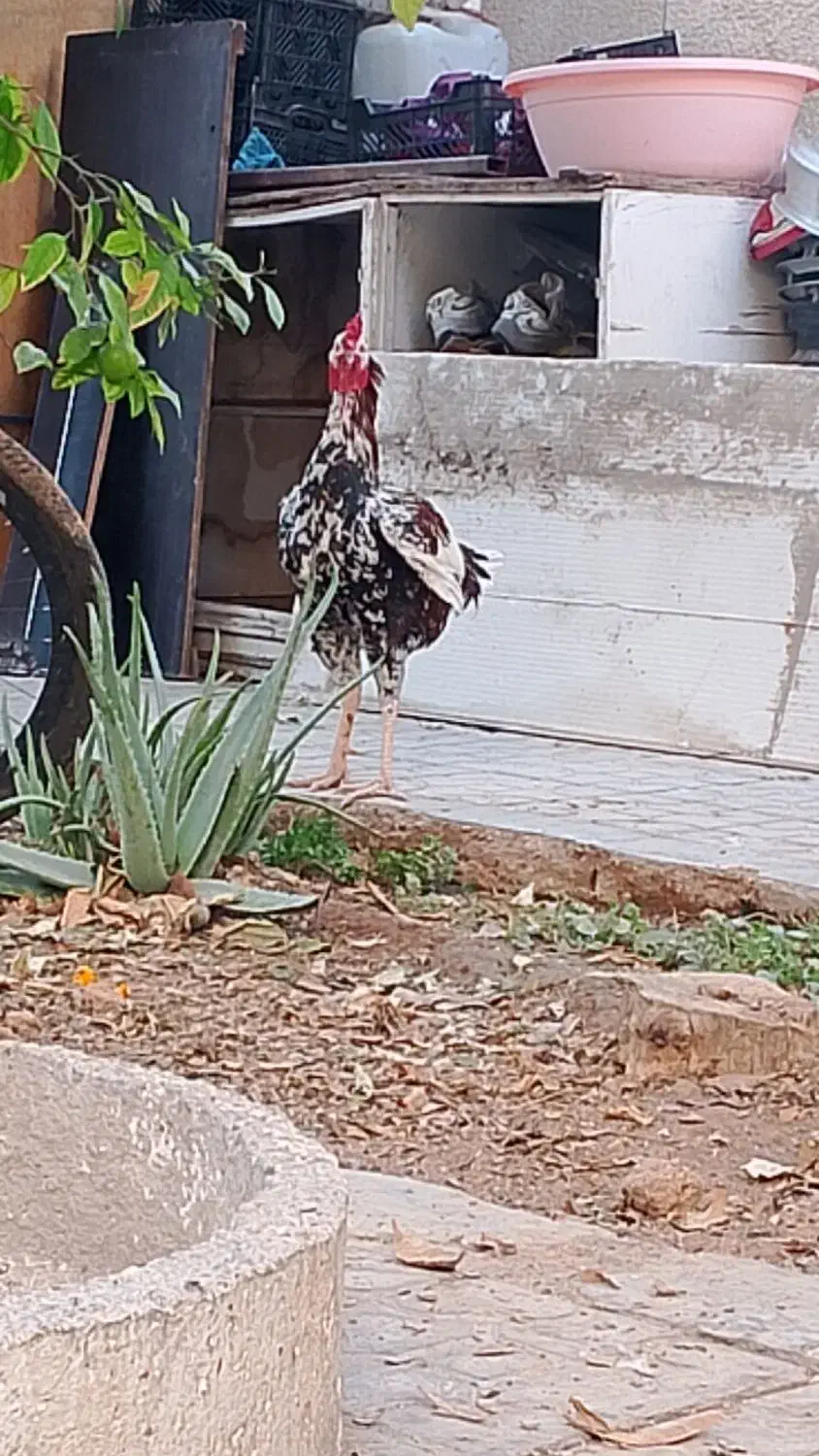 خروس لاری اصل|حیوانات مزرعه|شیراز, فضلآباد|دیوار