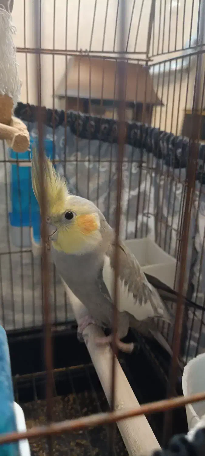 عروس هلندی نر و ماده با سه تا تخم|پرنده|تهران, دولاب|دیوار