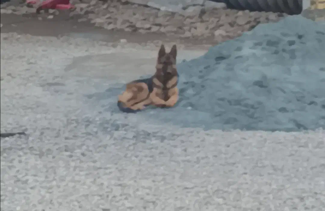 سگ ژرمن ماده|سگ|کرمانشاه, |دیوار