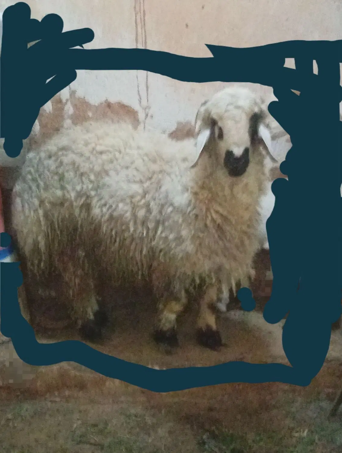 بره نر چاق|حیوانات مزرعه|سده (خراسان جنوبی), |دیوار