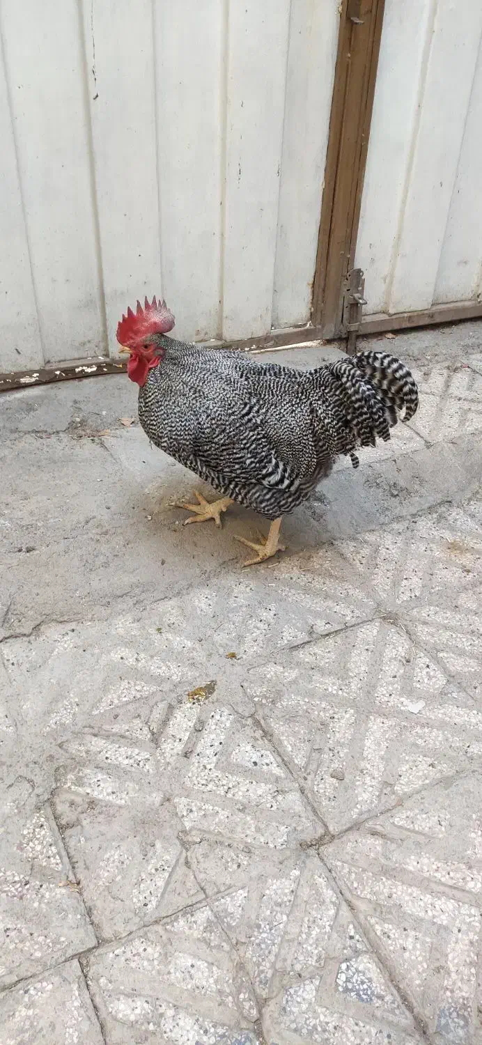 خروس آمروک|حیوانات مزرعه|مشهد, رده|دیوار