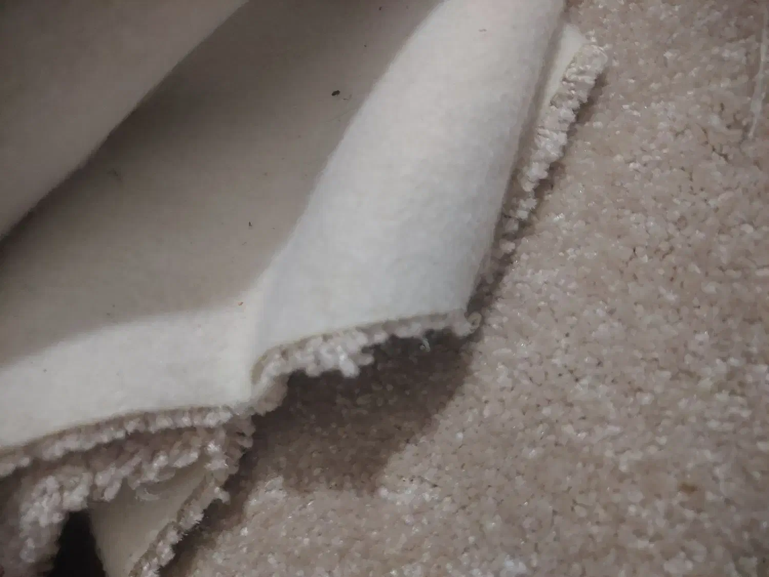 پالاز موکت در حد نو|موکت|رشت, کوی امام رضا|دیوار