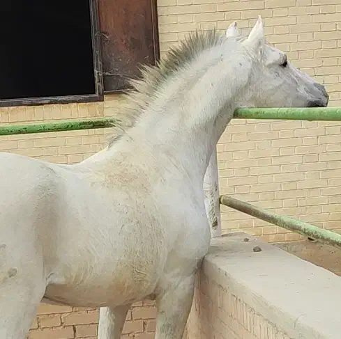 نریان کرد 7 ساله سفید|اسب و تجهیزات اسبسواری|یزد, |دیوار