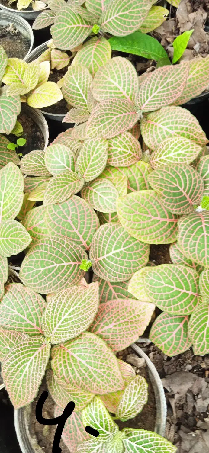 سنگ عتیقه|کلکسیون اشیاء عتیقه|بروجرد, |دیوار