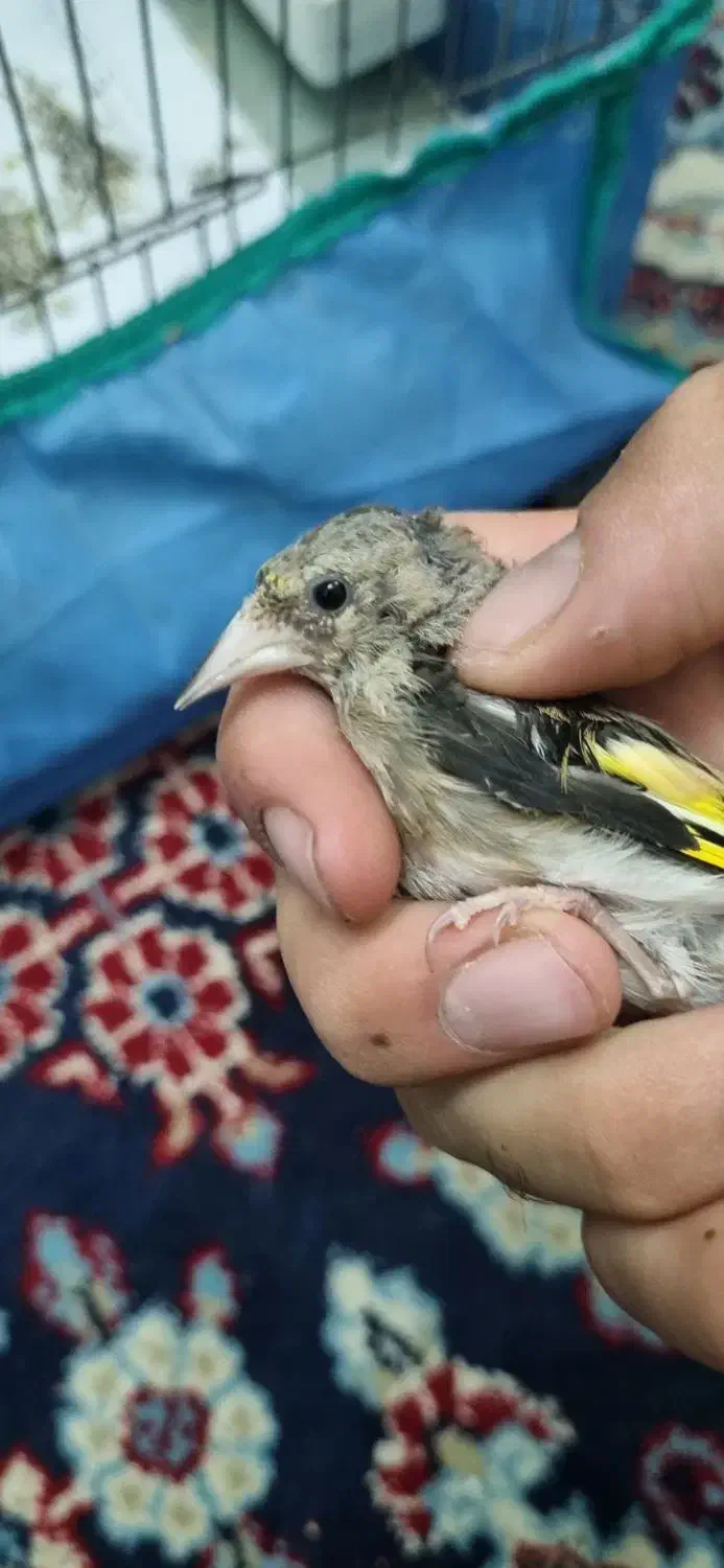 دوتا سهره|پرنده|لنگرود, |دیوار