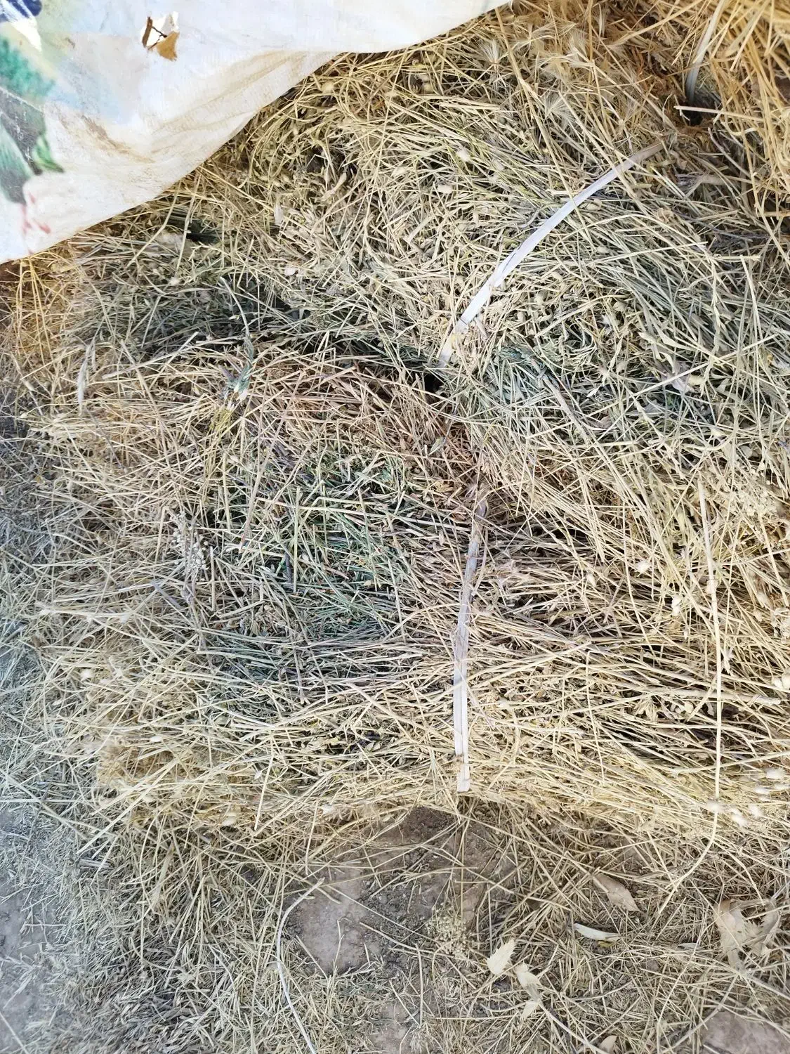 یونجه و علف مخلوط چین بهار|لوازم جانبی حیوانات|زنجان, |دیوار