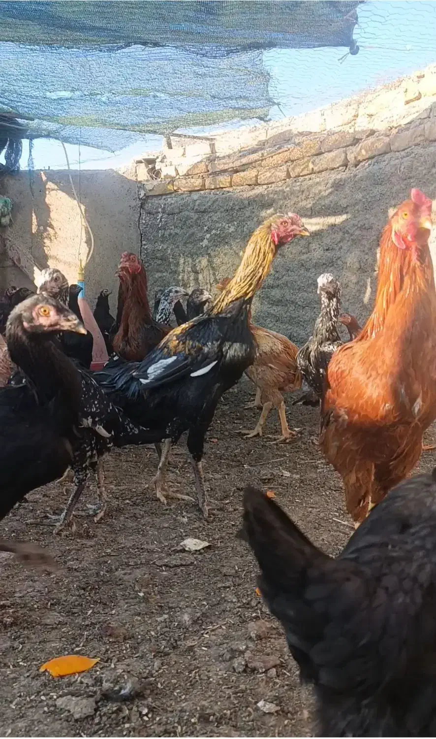 مرغ و خروس لاری اصیل|حیوانات مزرعه|رشتخوار, |دیوار