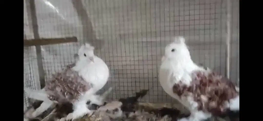 کبوتر زینتی جکسون|پرنده|بهشهر, |دیوار