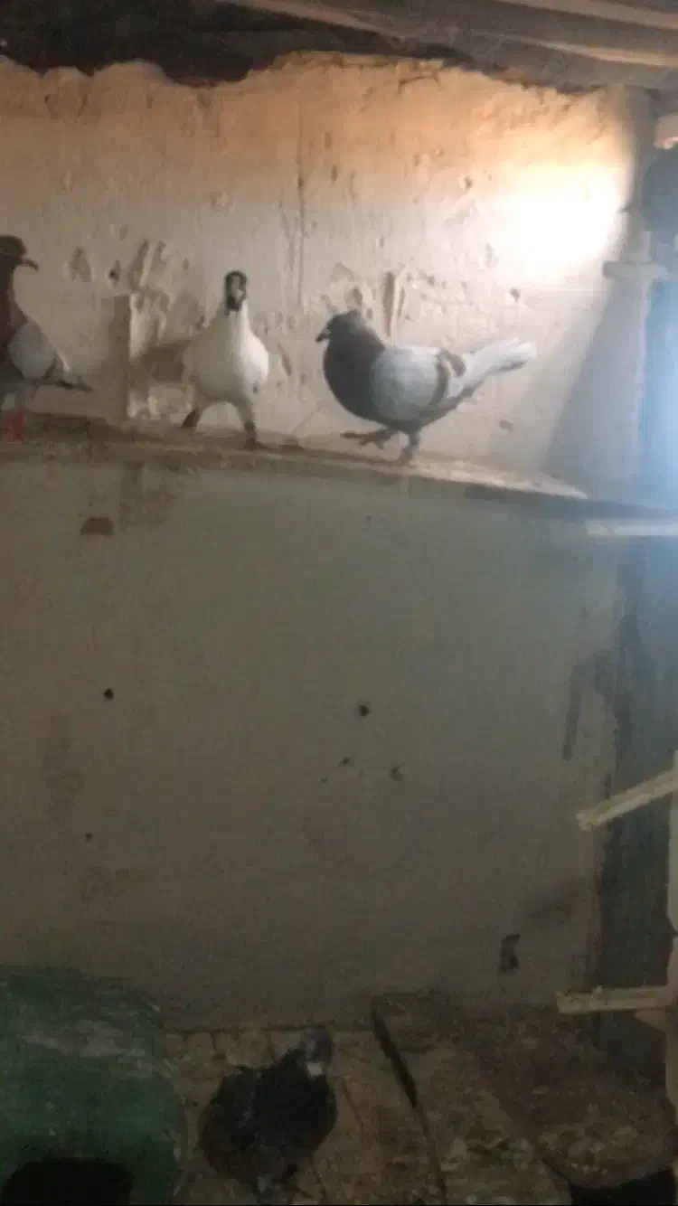 کفتر|حیوانات|بجنورد, |دیوار