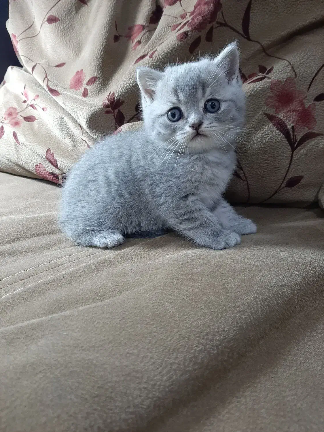 بچه گربه های بریتیش|گربه|اهواز, کیانپارس |دیوار