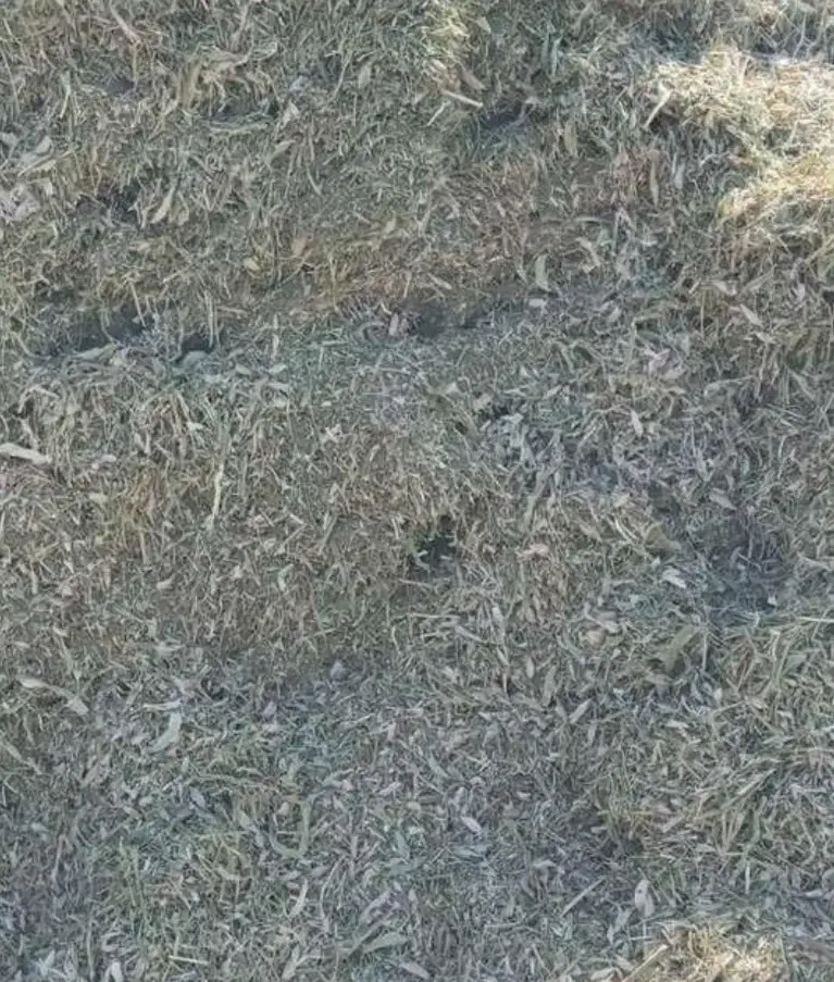 فروش کاه گندم ولوبیا|عمده‌فروشی|تنکابن, |دیوار