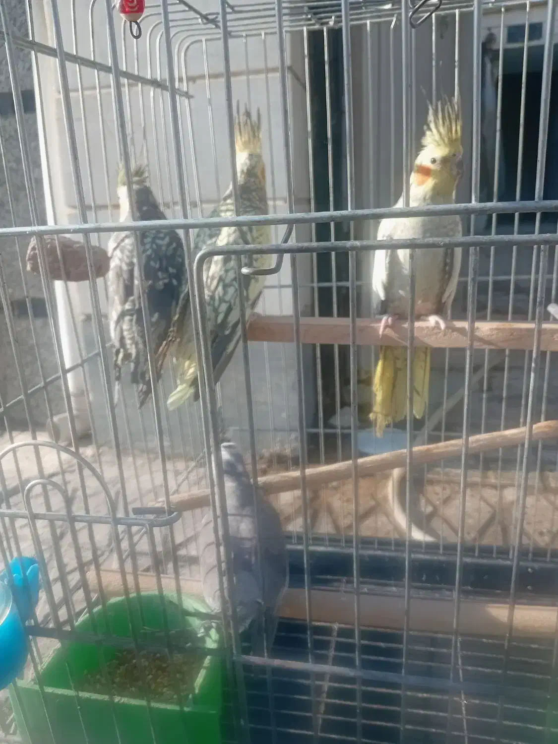 شش عدد عروس  هلندی  سالم وسرحال|پرنده|اسلام‌شهر, شهرک توحید|دیوار