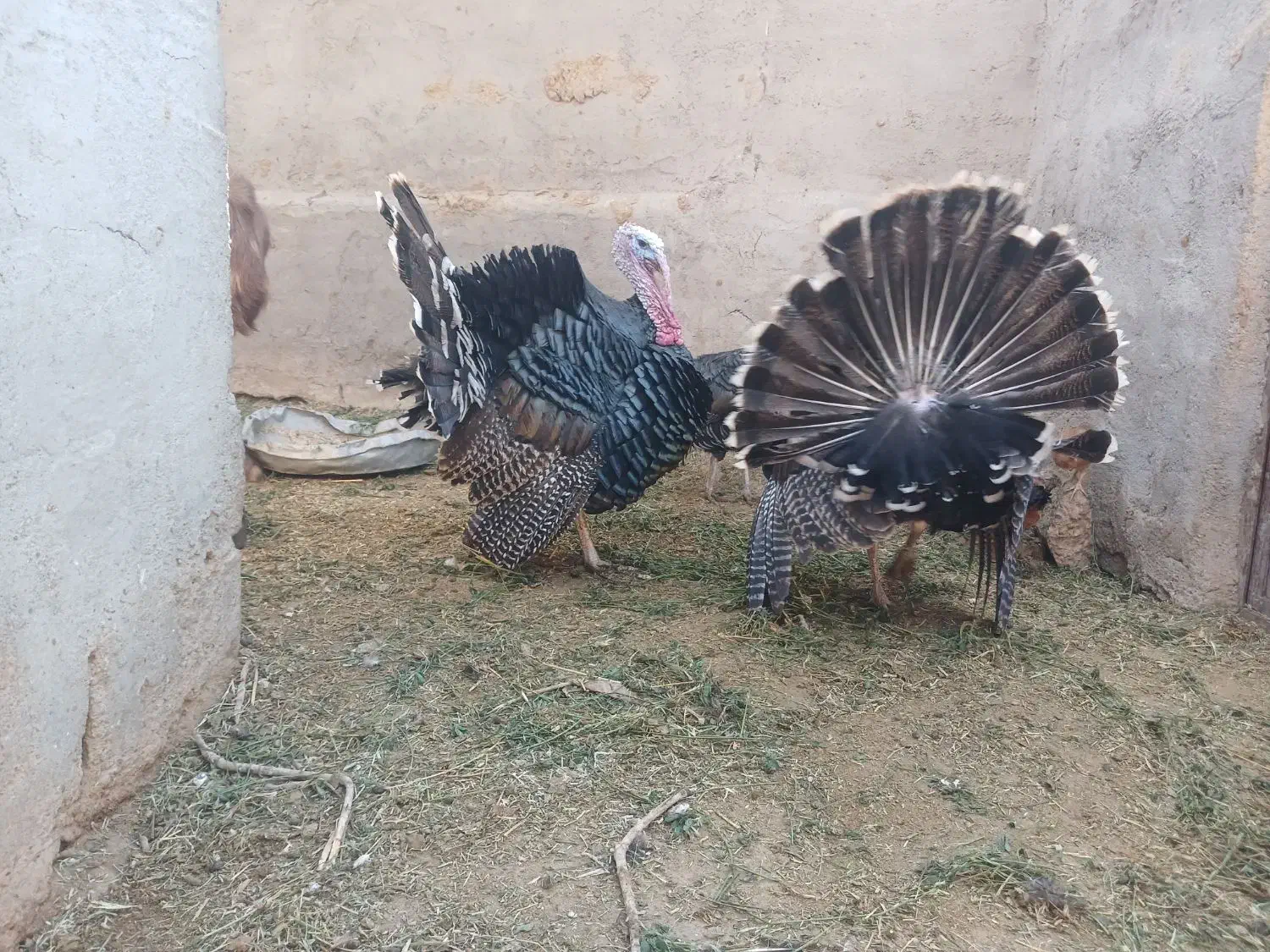 بوقلمون نر|حیوانات مزرعه|هامون, |دیوار