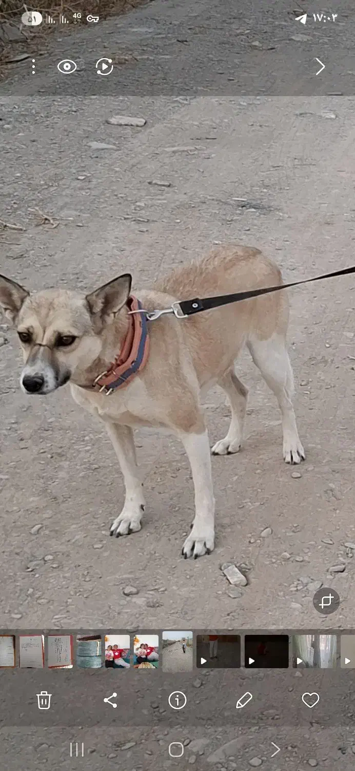 سگ گرگی|سگ|شاندیز, |دیوار