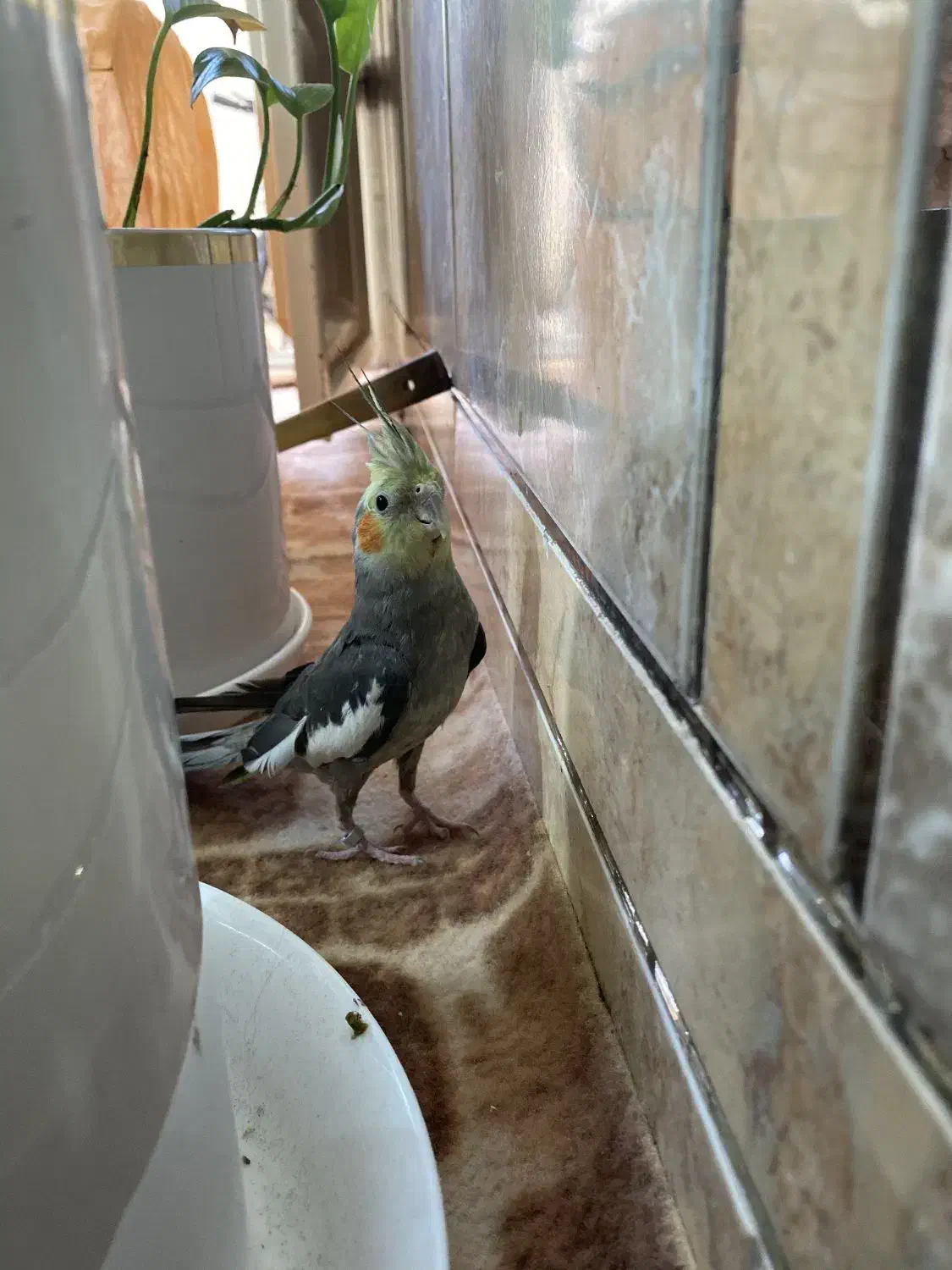 عروس هلندی نر و ماده|پرنده|کارون, |دیوار