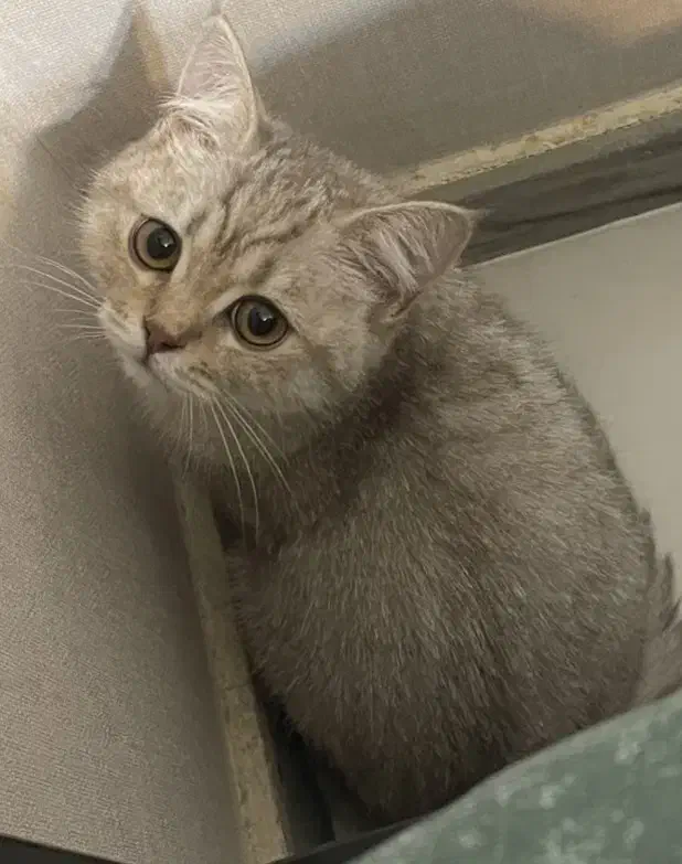 گربه بریتیش نر ۷ ماهه|گربه|رشت, گلسار|دیوار