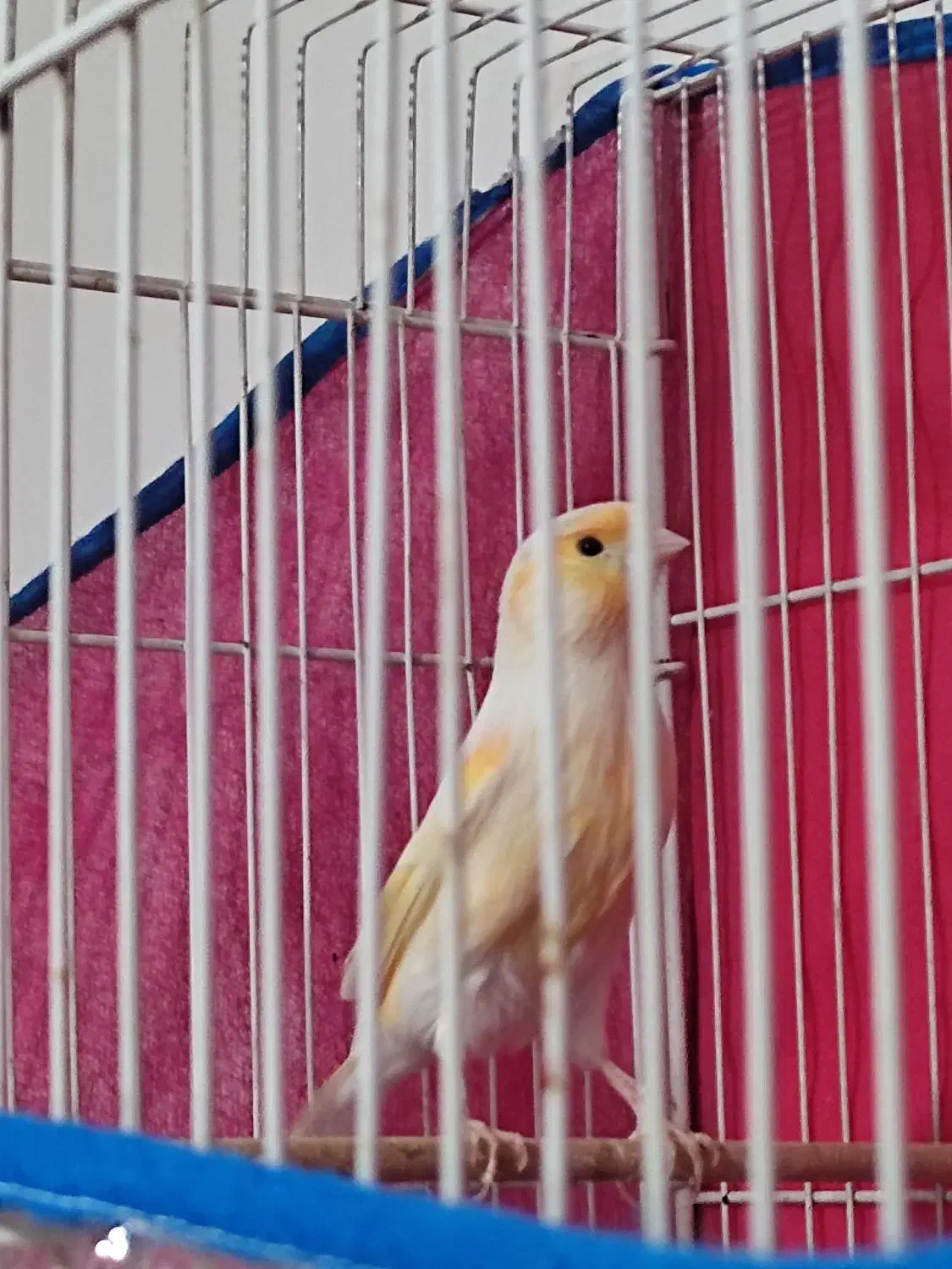 قناری موزاییکی|پرنده|خواف, |دیوار