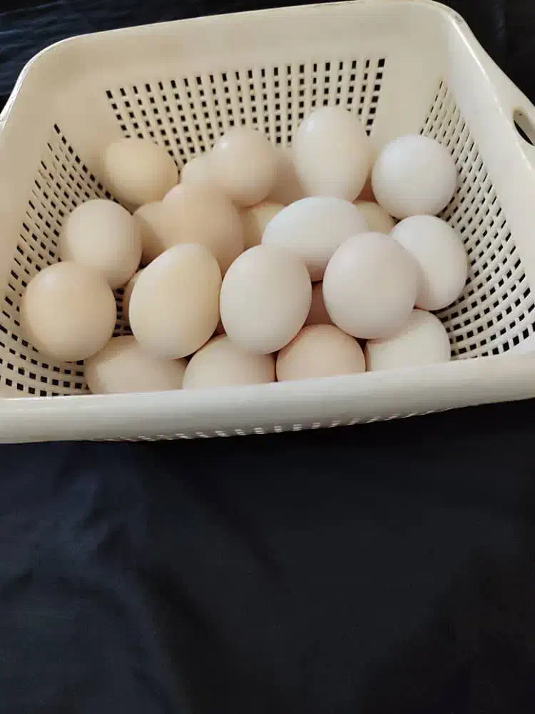 تخم مرغ محلی اصل|خوردنی و آشامیدنی|اهواز, علی آباد|دیوار