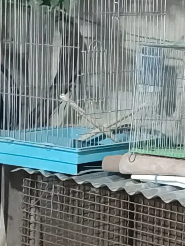 کاوک|پرنده|ایلام, |دیوار