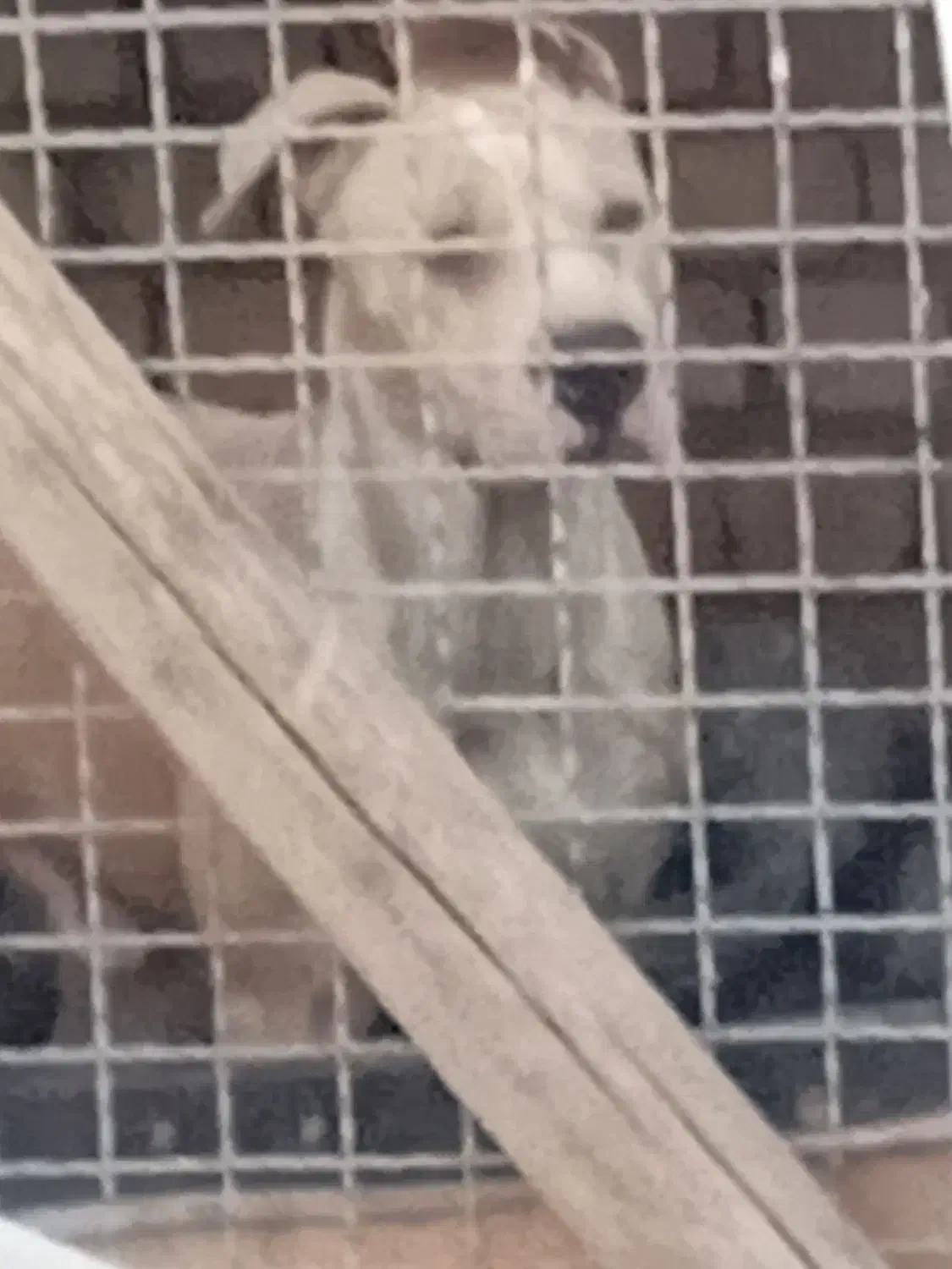 سگ پیت بول|سگ|کاشان, فاز ۲ ناجی آباد|دیوار