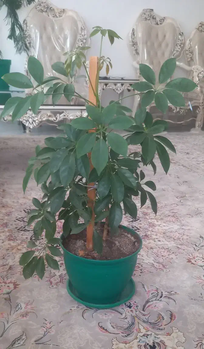 گل زیبا با گلدان|گل و گیاه طبیعی|اردبیل, |دیوار