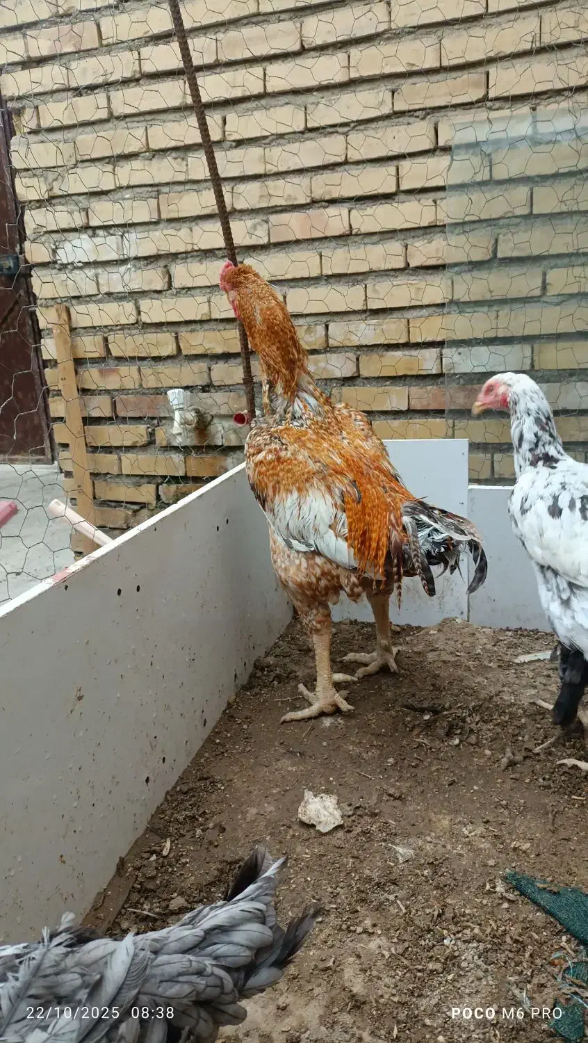 مرغ و خروس جوجه لاری فروشی|حیوانات مزرعه|گنبد کاووس, |دیوار