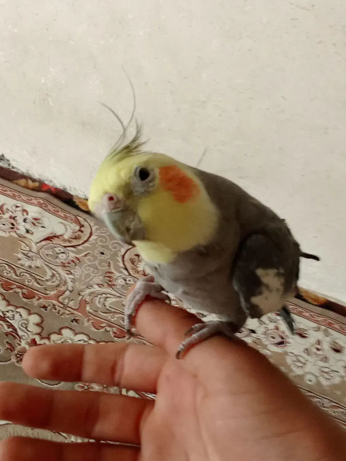 عروس هلندی|پرنده|نجف‌آباد, یزدانشهر|دیوار