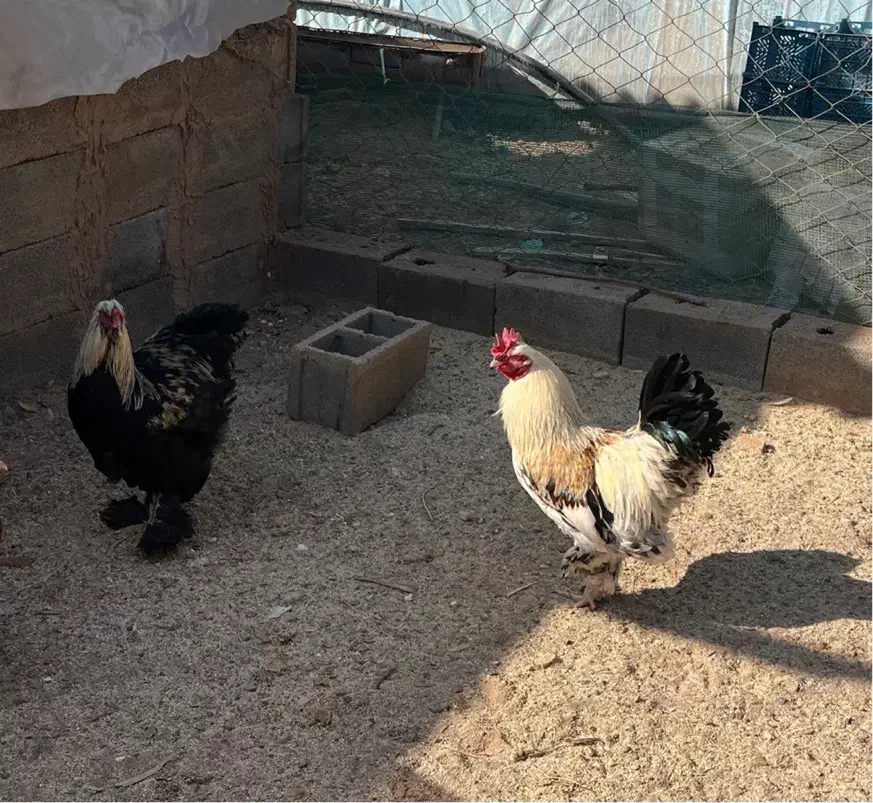 فروش دو خروس برهما اصل|حیوانات مزرعه|یزد, |دیوار