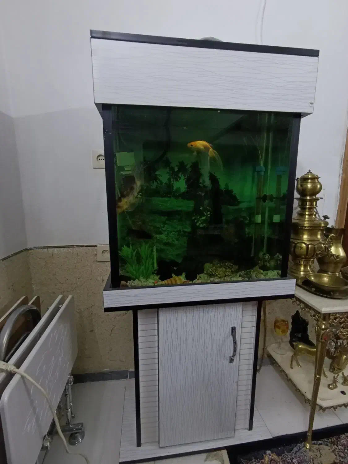 آکواریوم کمددار|ماهی|گرگان, |دیوار