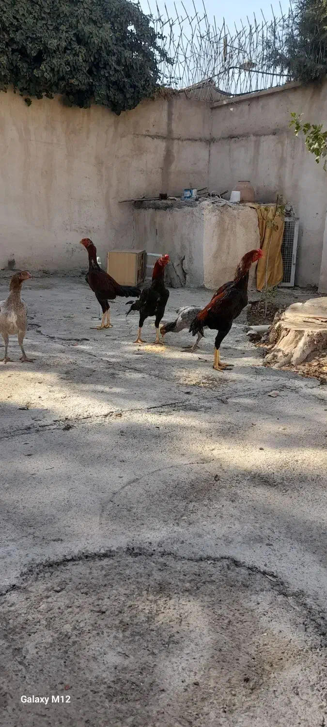 مرغ و خروس لاری|حیوانات مزرعه|ماهدشت, |دیوار