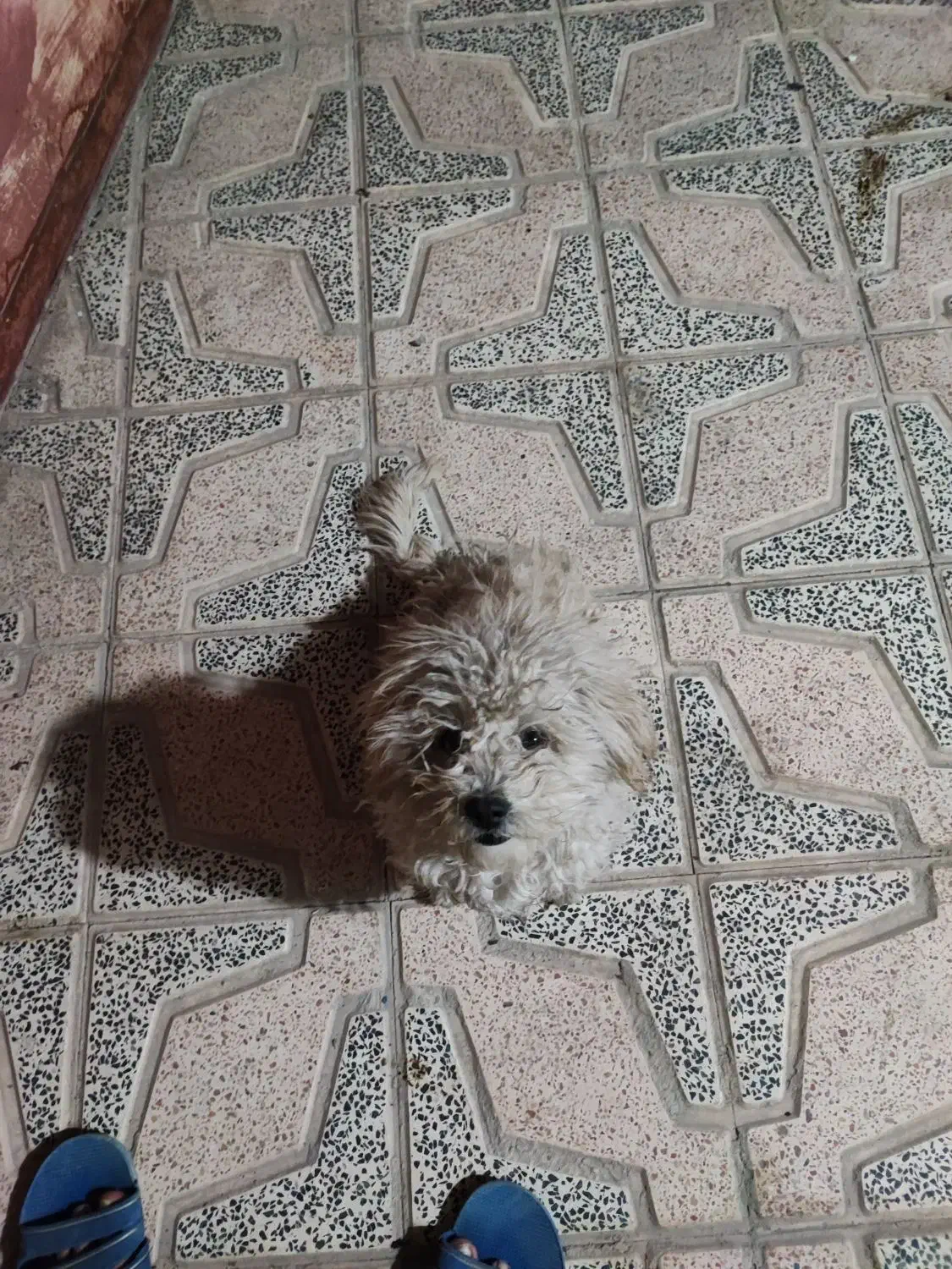 واگذاری پاپی یا معاوضه با عروس هلندی|سگ|ابریشم, |دیوار