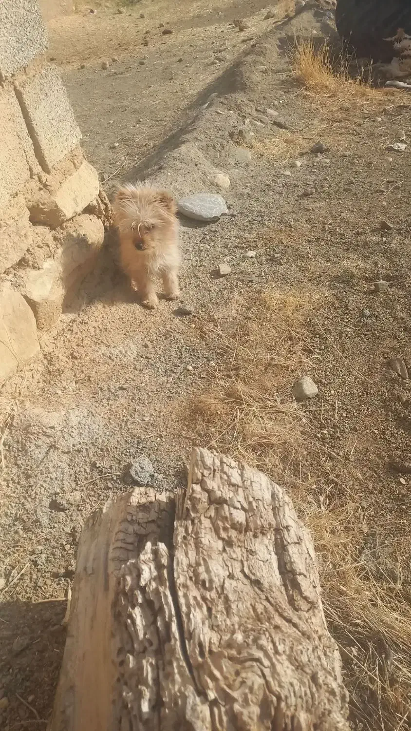 سگ خانگس شیتزو|سگ|دیواندره, |دیوار