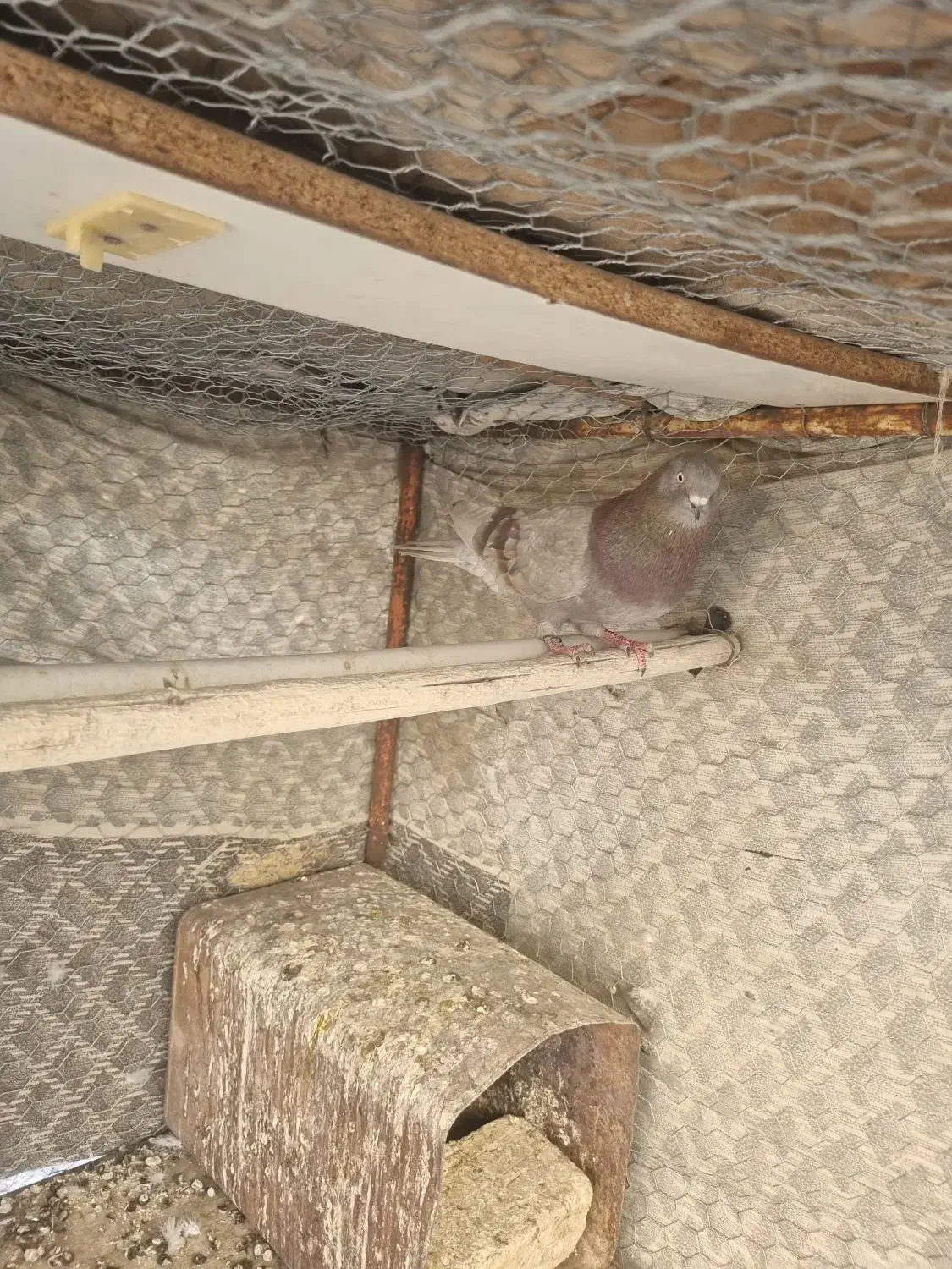 سرخ پیس|پرنده|پیر بکران, |دیوار