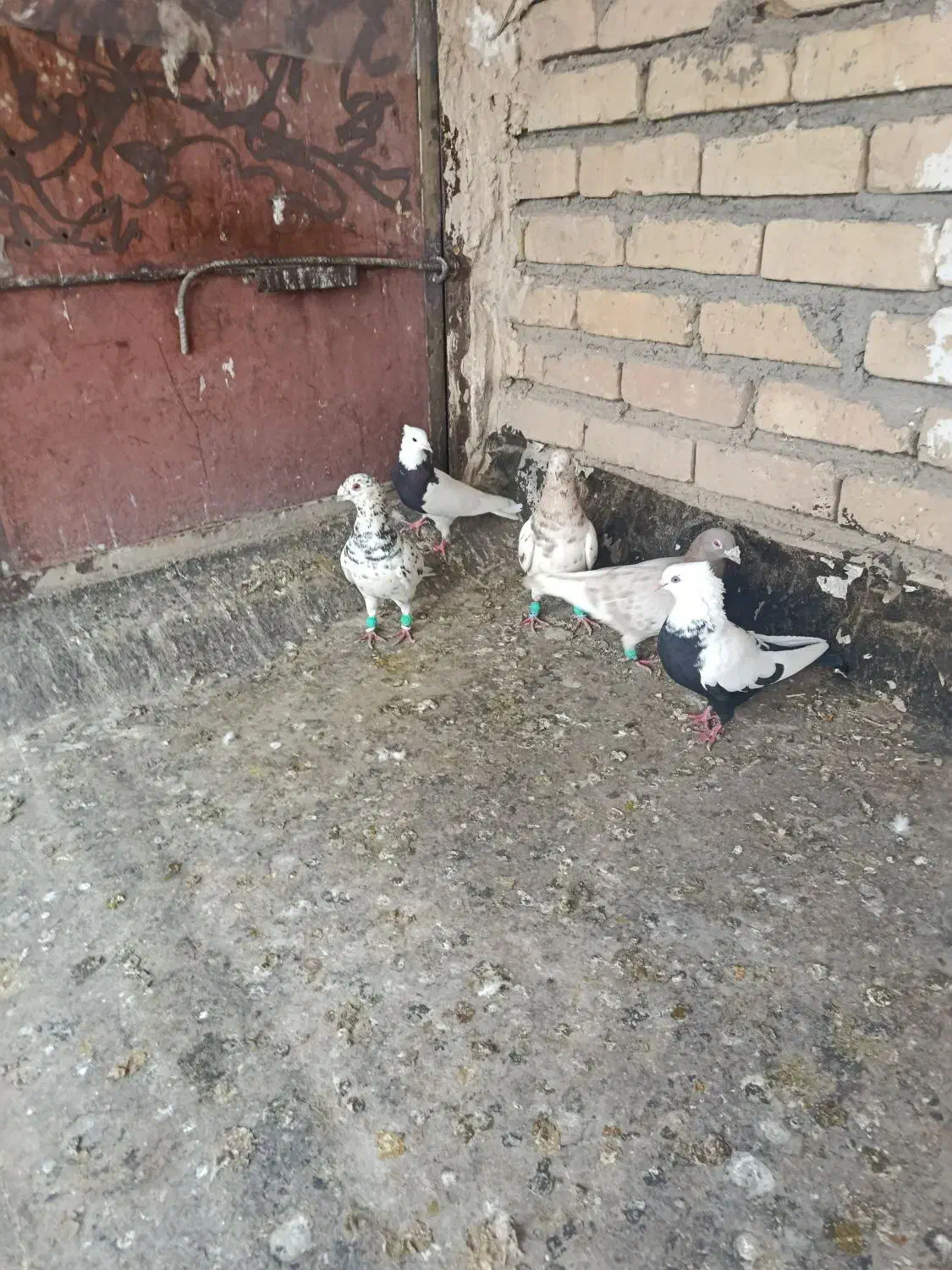 کبوتر|پرنده|اسفرورین, |دیوار