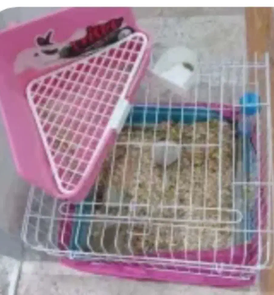 قفس خرگوش همستر خوکچه|لوازم جانبی حیوانات|مشکیندشت, |دیوار