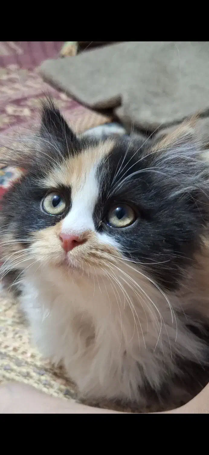 گمشده|گربه|رفسنجان, |دیوار