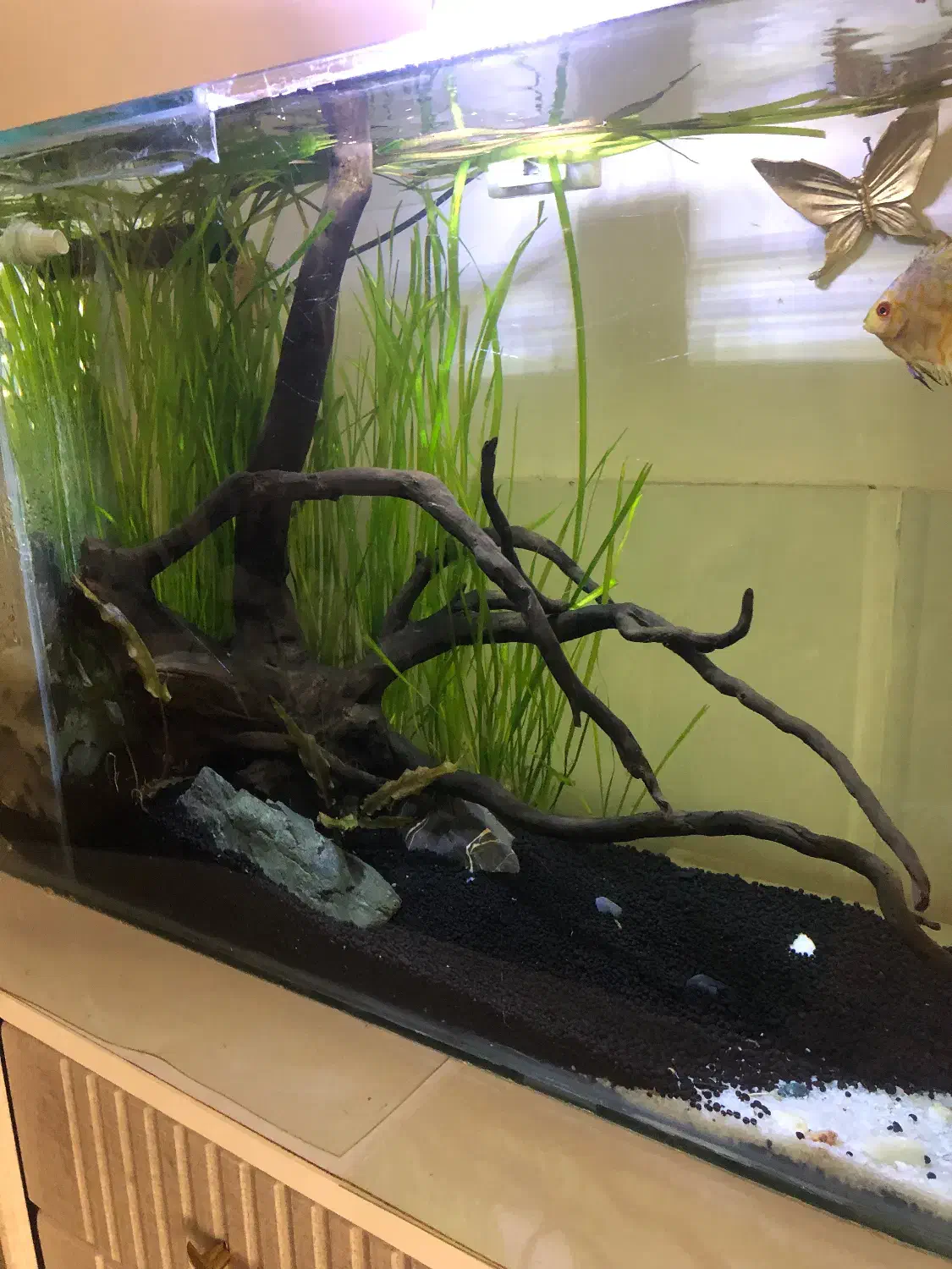 اکواریوم پلنت|ماهی|سلماس, |دیوار