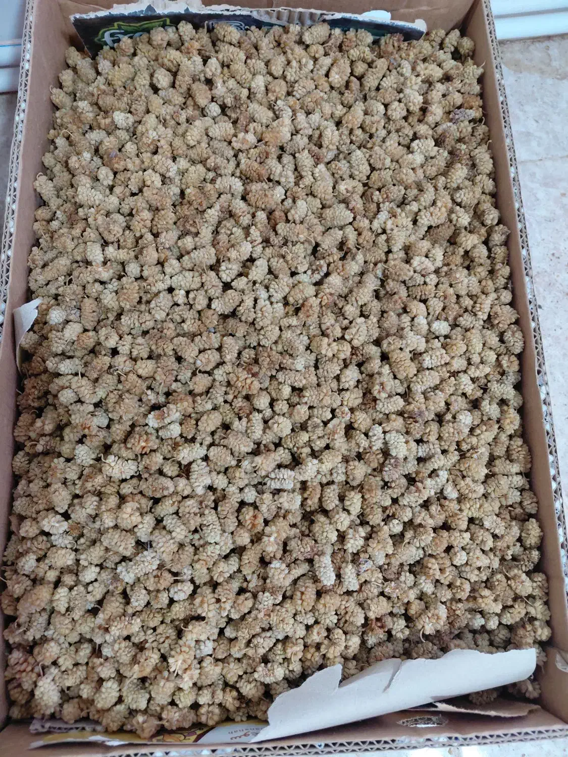 توت خشک سفید ودرشت|خوردنی و آشامیدنی|پاوه, |دیوار