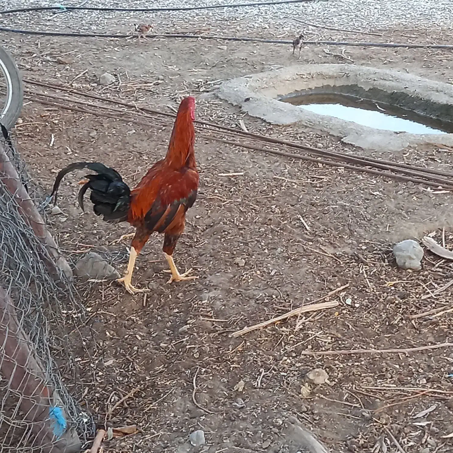 خروس چابهاری|حیوانات مزرعه|حور, |دیوار