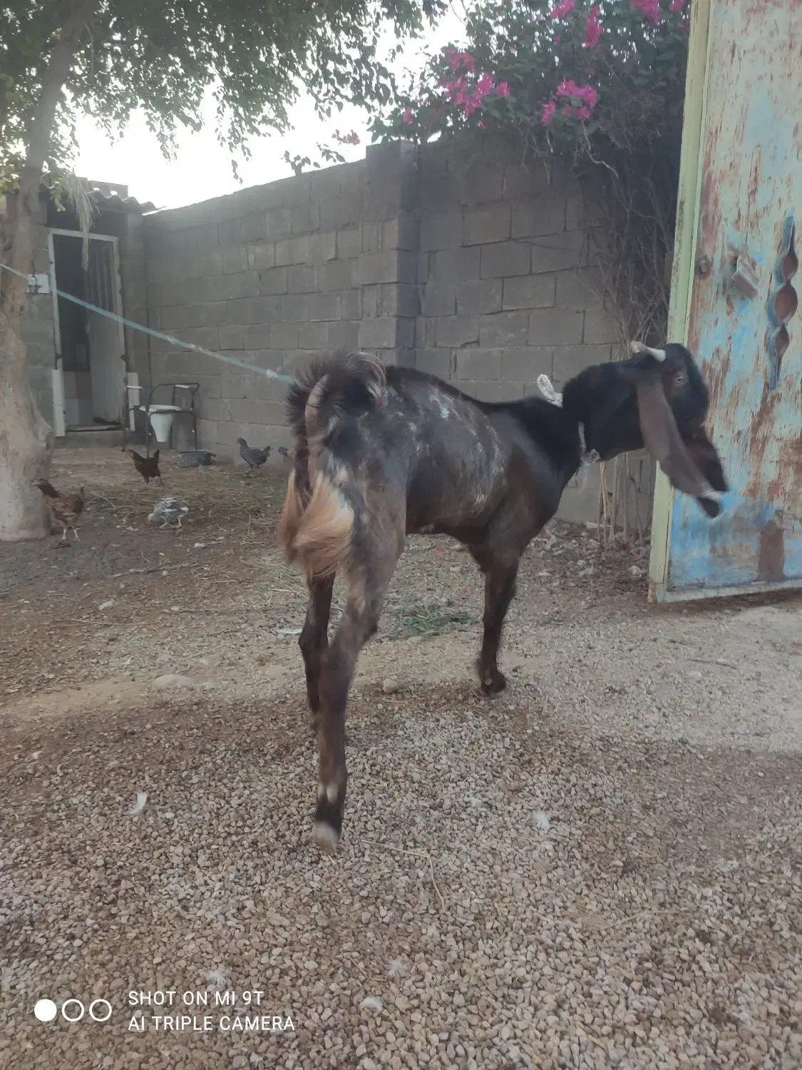 کهره پازنی|حیوانات مزرعه|شبانکاره, |دیوار