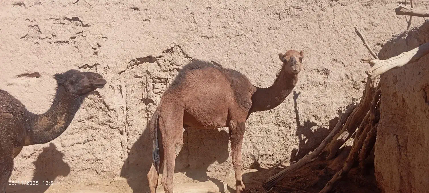 شتر|حیوانات مزرعه|نهبندان, |دیوار