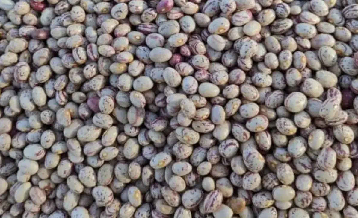لوبیا چیتی درجه 1|خوردنی و آشامیدنی|قم, شهرک فاطمیه|دیوار
