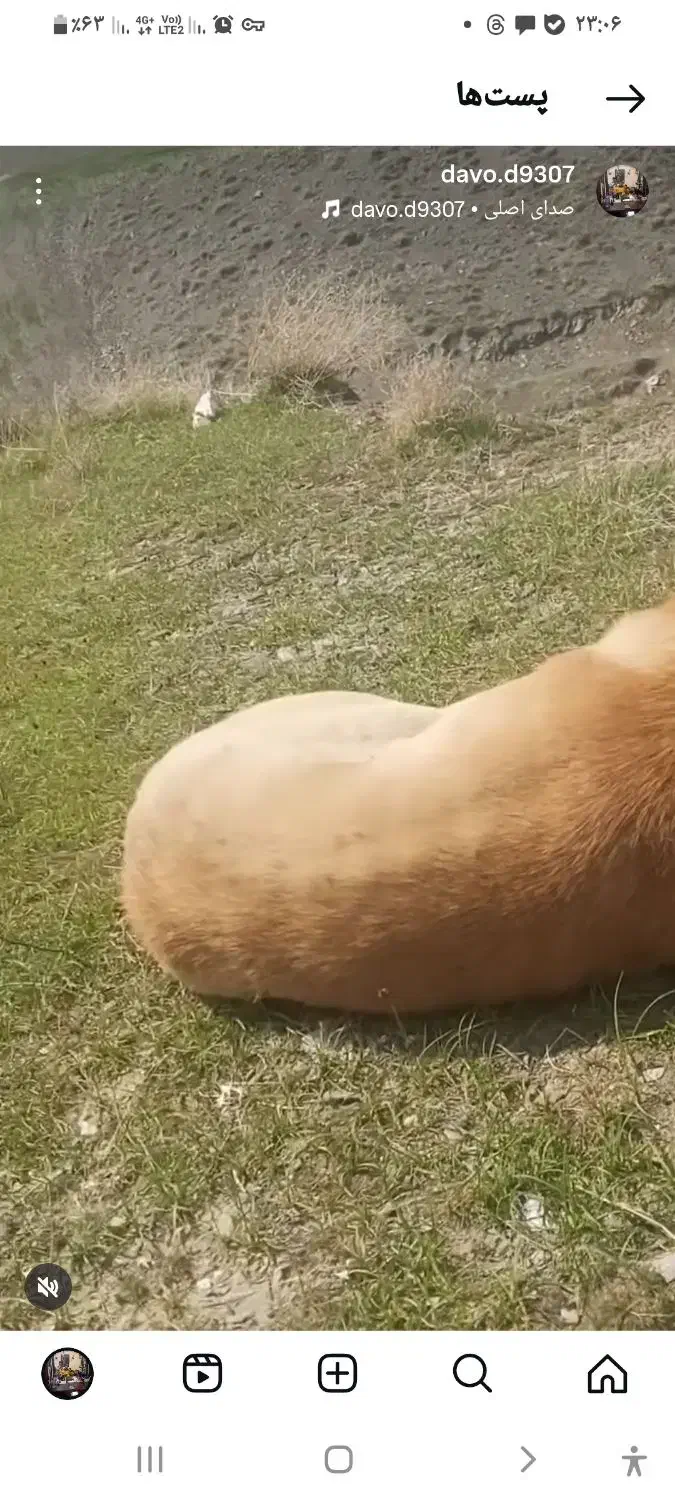 سگ پژدر|سگ|سامن, |دیوار