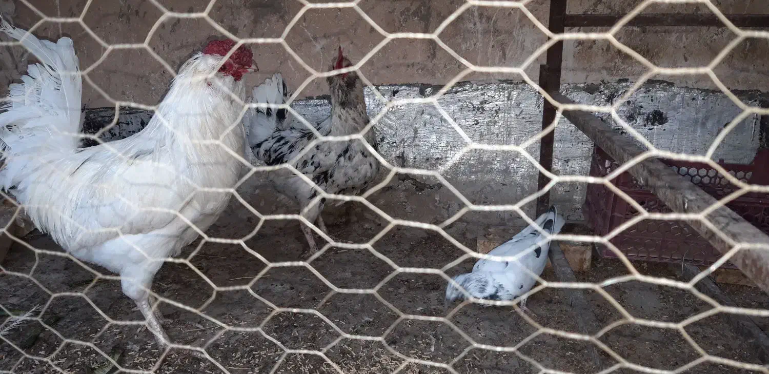 مرغ وخروس بگین خاص|حیوانات مزرعه|محمدشهر, محمدشهر|دیوار