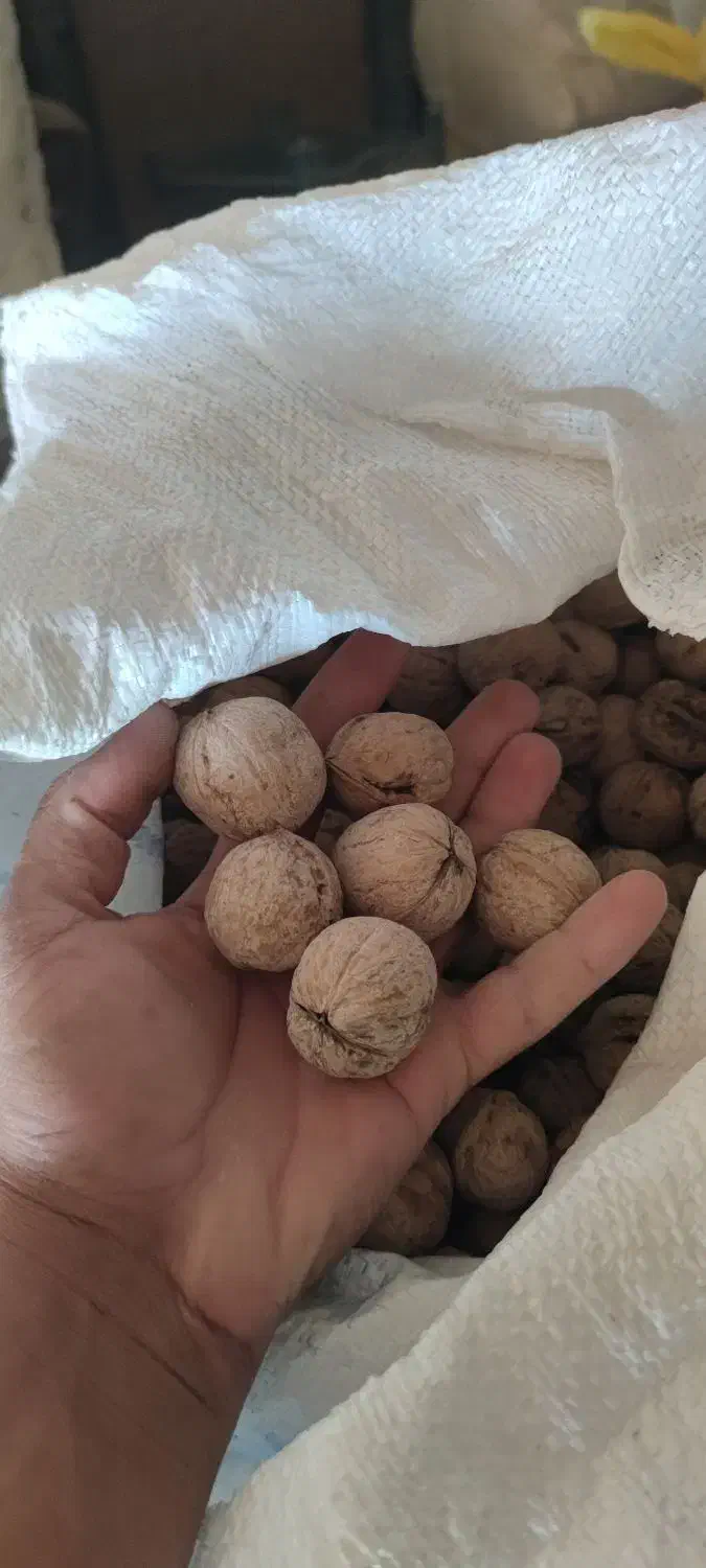 گردوی پوست گاغذی مغز سفید|خوردنی و آشامیدنی|شاهین دژ, |دیوار