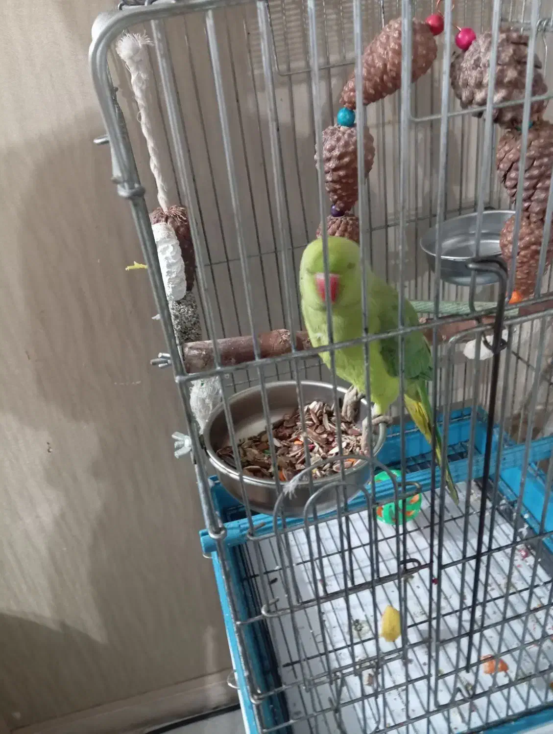 ملنگو|پرنده|کرج, ساماندهی|دیوار