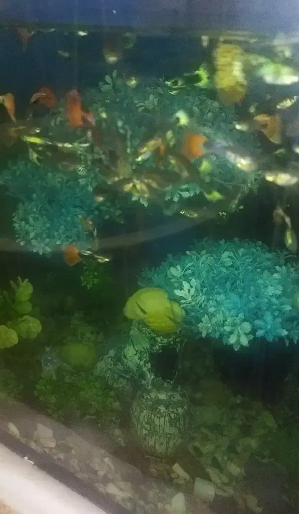 ماهی گوپی|ماهی|کنگاور, |دیوار