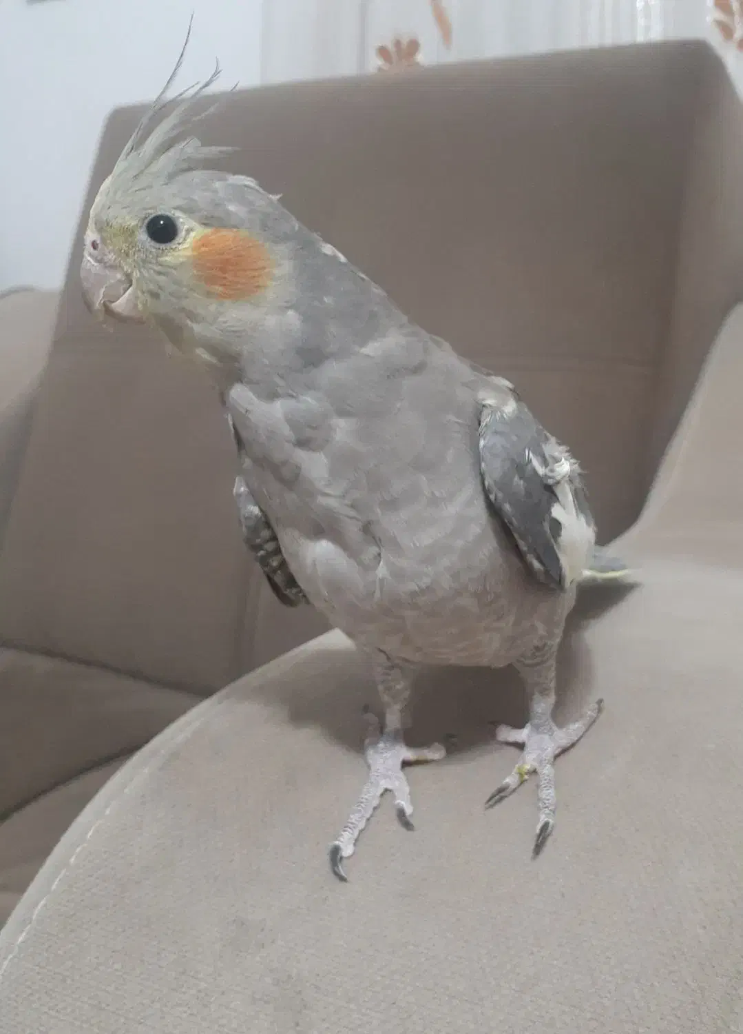 عروس هلندی|پرنده|سقز, |دیوار