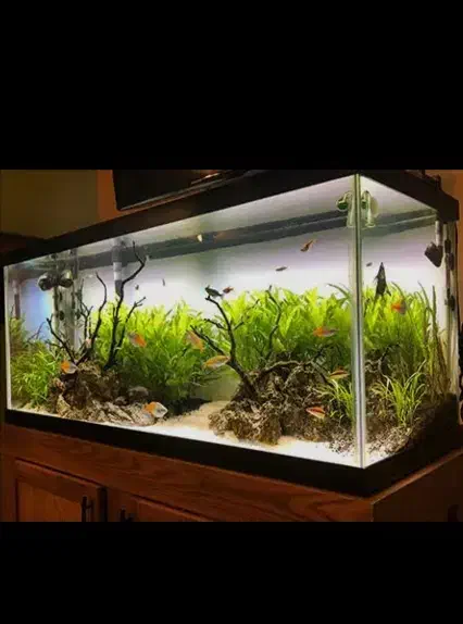 آکواریوم|لوازم جانبی حیوانات|حمیدیا, |دیوار