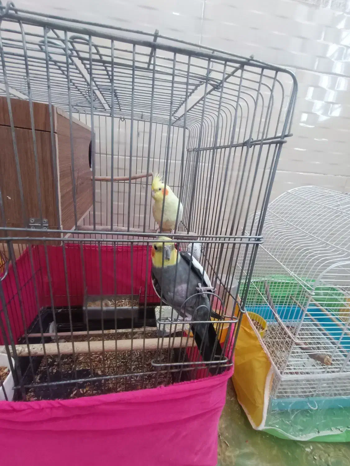 تعدادی پرنده به فروش میرسد|پرنده|بمپور, |دیوار